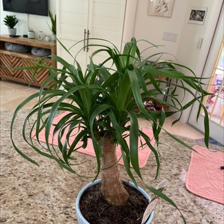 Ponytail Palm plant in Lecanto, Florida