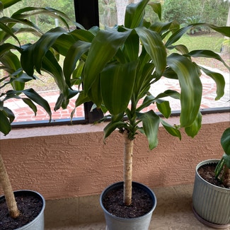 Cornstalk Dracaena plant in Lecanto, Florida