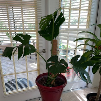 Monstera plant in Lecanto, Florida