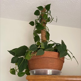 Heartleaf Philodendron plant in Lecanto, Florida