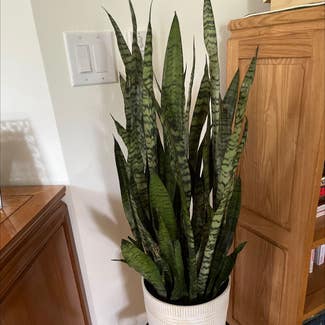 Snake Plant plant in Lecanto, Florida