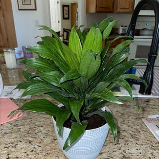 Cornstalk Dracaena plant in Lecanto, Florida