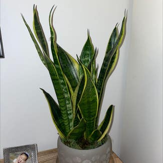 Snake Plant plant in Lecanto, Florida