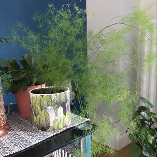 Asparagus Fern plant in Greenhithe, England