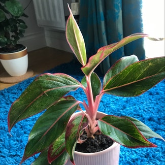 Chinese Evergreen plant in Greenhithe, England