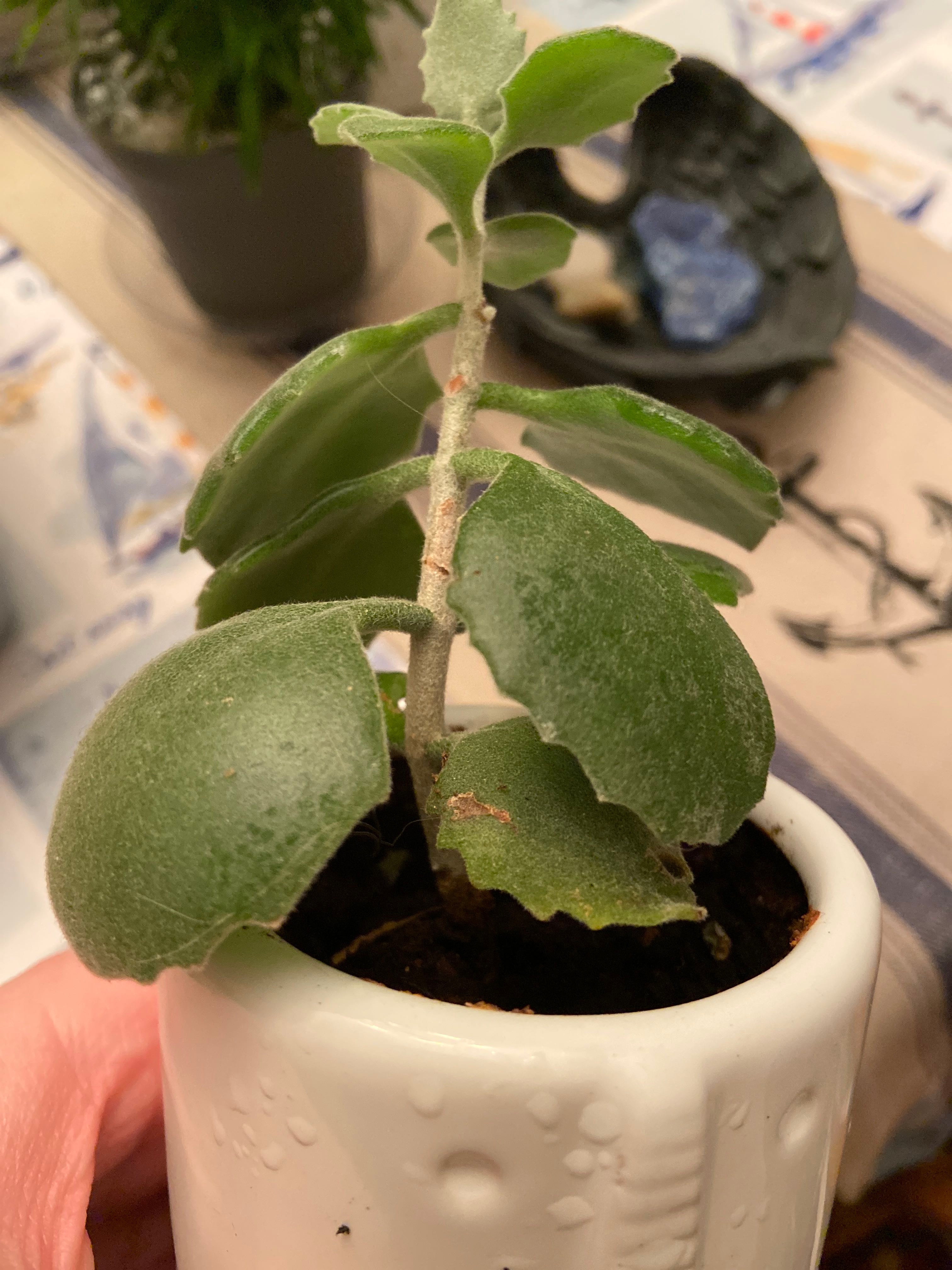 Felt Bush Plant Care Water, Light, Nutrients Greg App 🌱