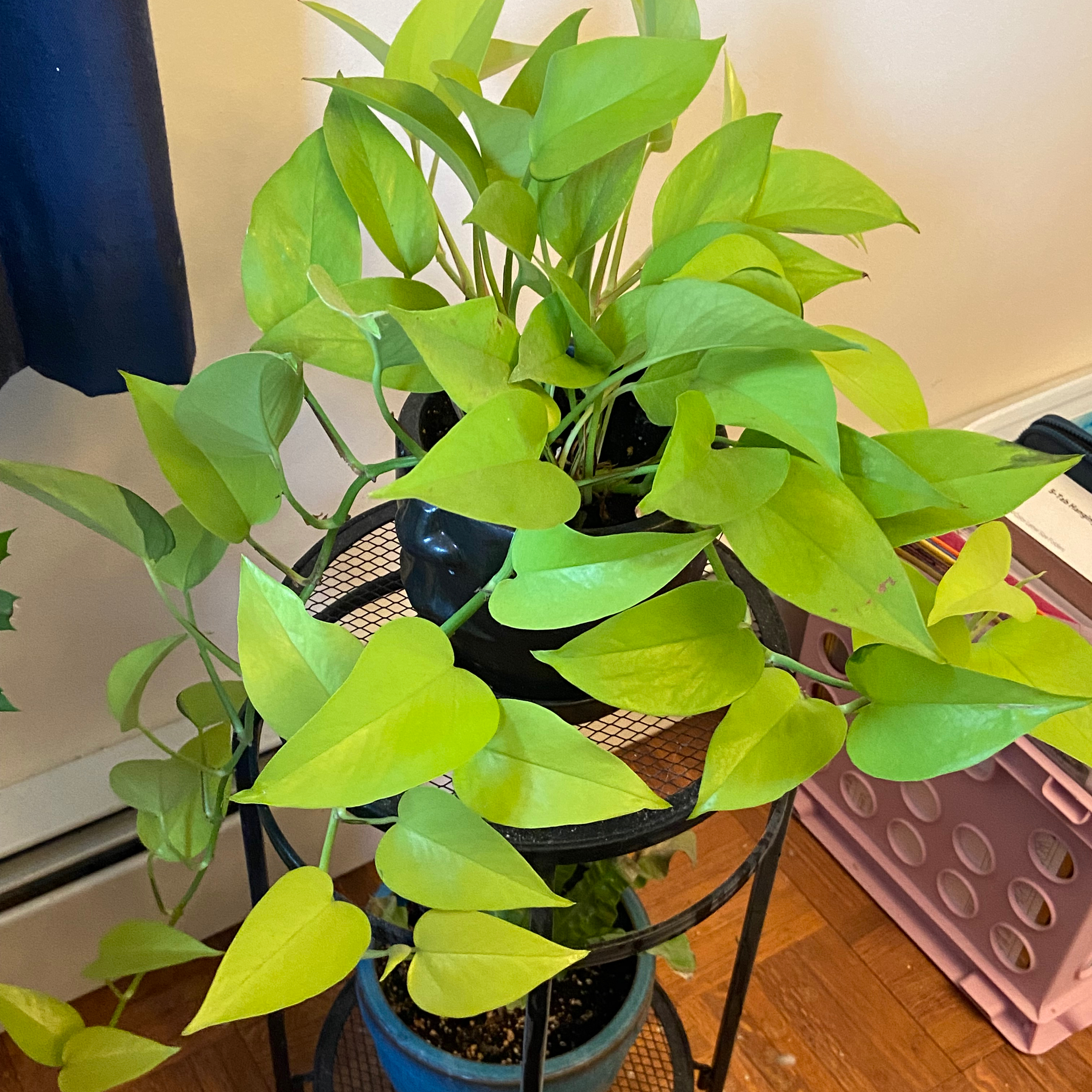 Photo of the plant species Neon Pothos by @starshooter named Static on Greg, the plant care app