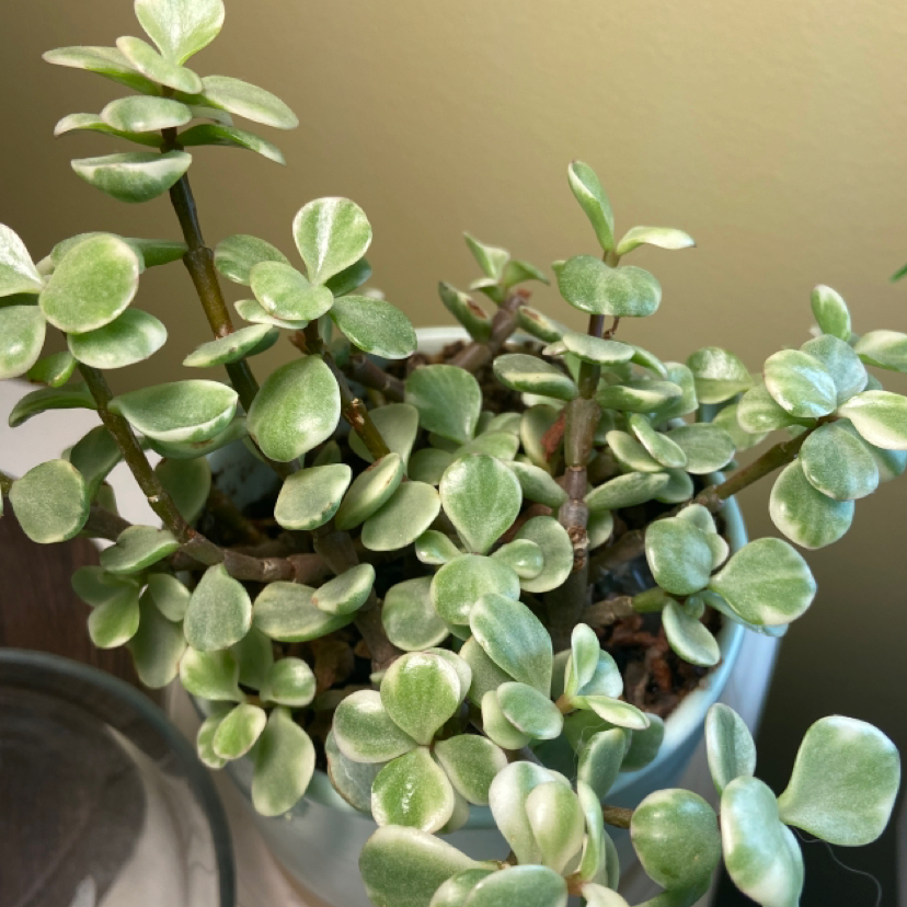Healthy Elephant Bush (Portulacaria afra) with vibrant green leaves in a pot.