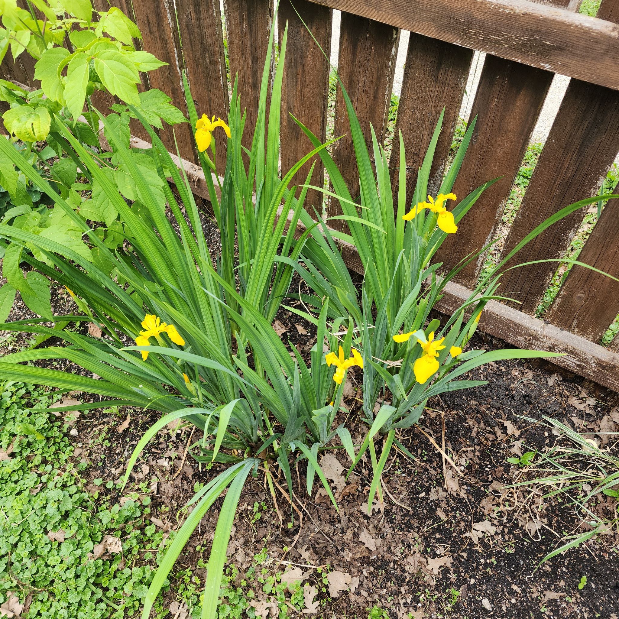 Yellow Iris plant with vibrant yellow flowers, healthy foliage, and visible soil.