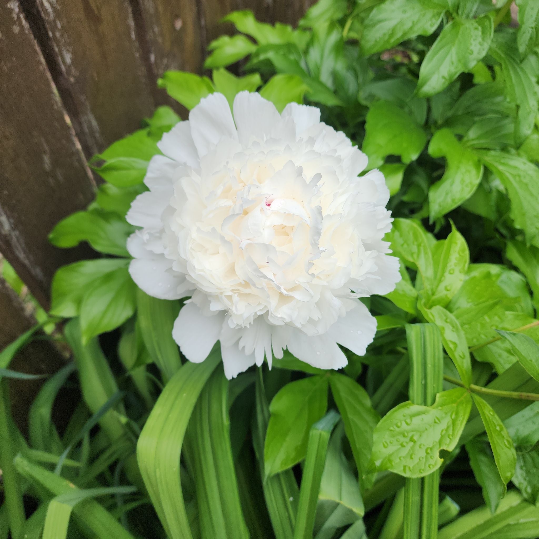 What To Do About Bugs on My Common Peony? 🐛