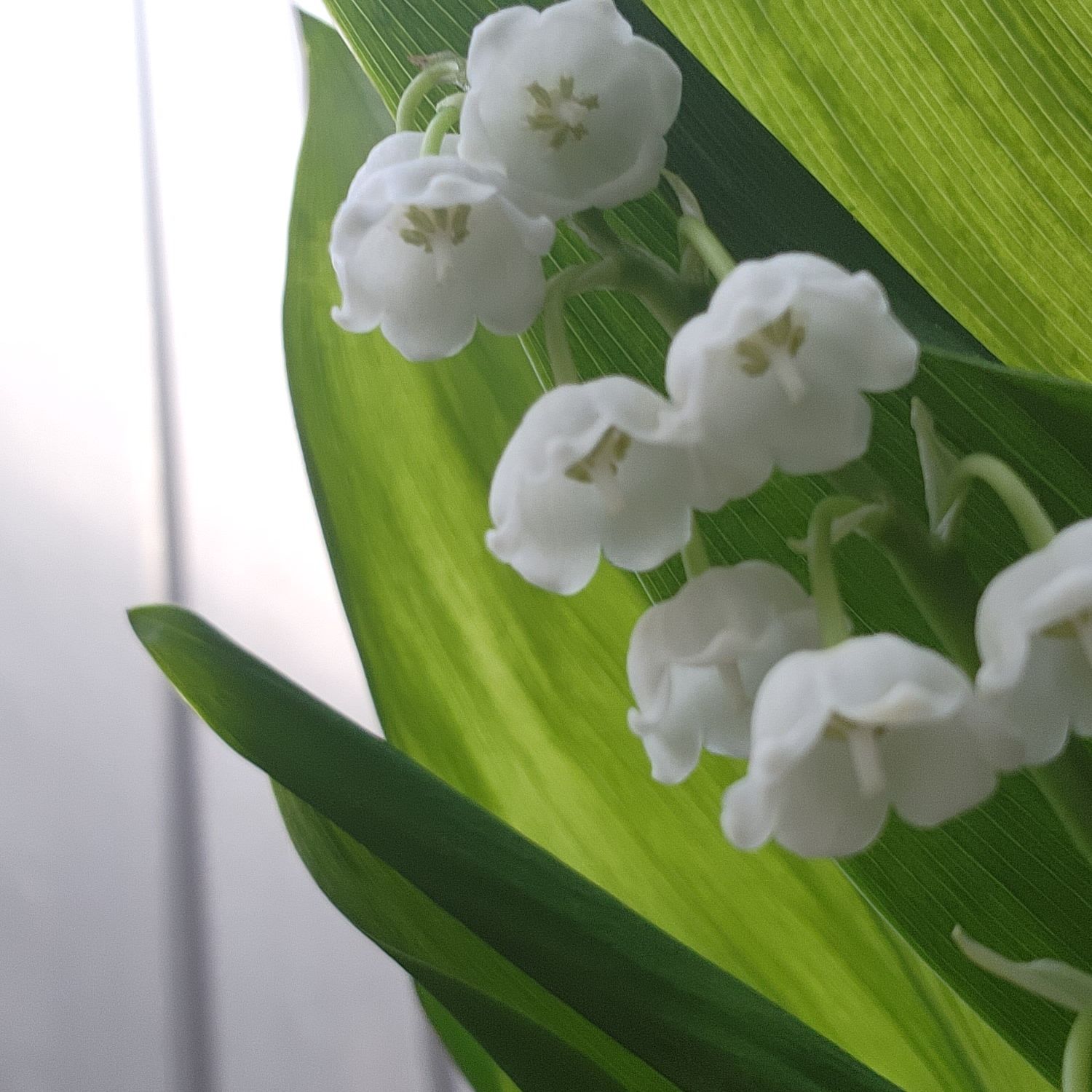 Close-up of a healthy Lily-of-the-Valley plant with white flowers and green leaves.