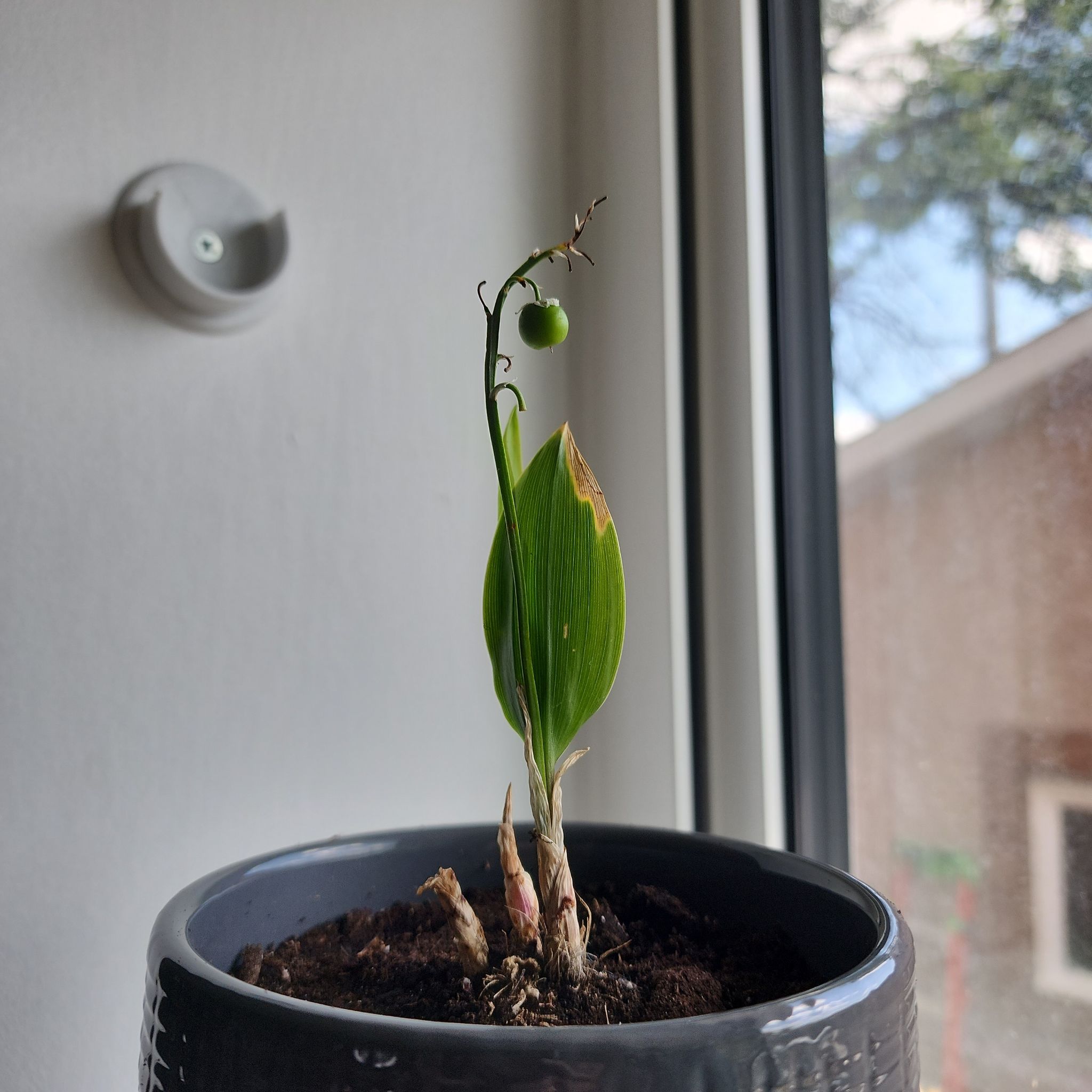 Lily-of-the-Valley plant in a pot with a green berry and browning leaf tip.