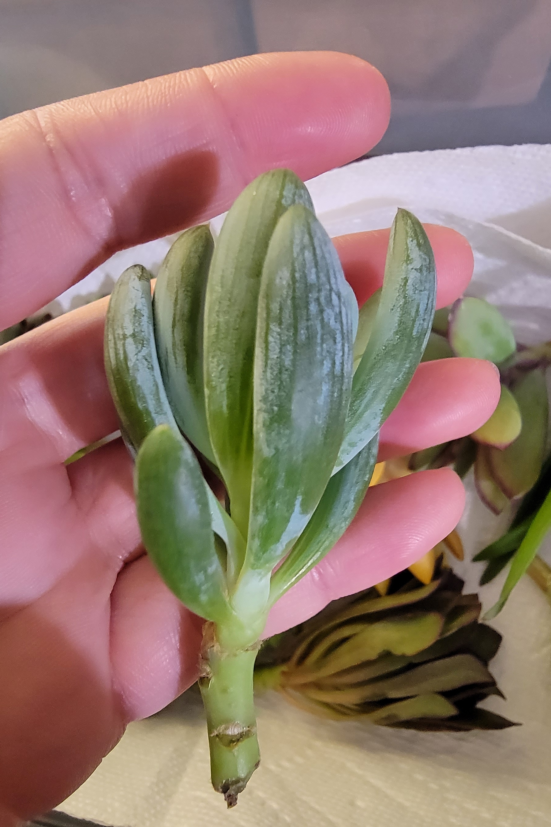 Close-up of a Hottentot Fig succulent held by a hand, showing green leaves with white streaks.