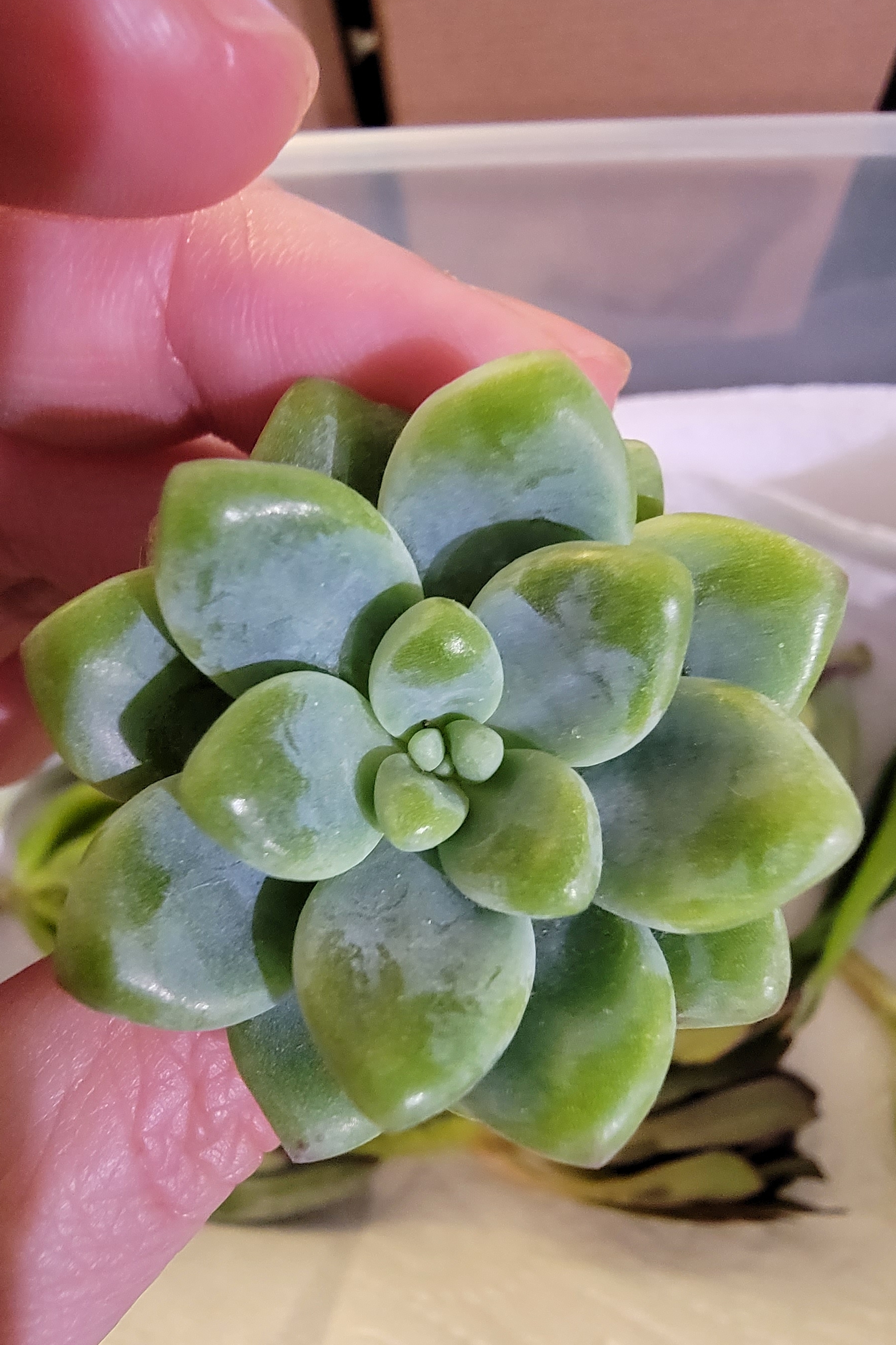 Close-up of a healthy Sedum clavatum succulent with thick, fleshy leaves.