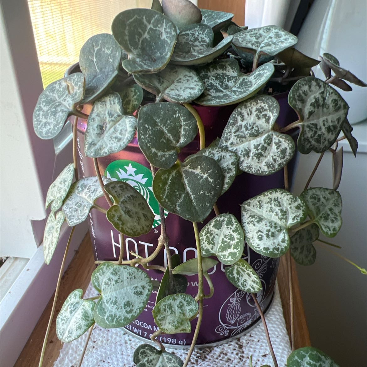 Photo of the plant species String of Hearts by @BrusklandSprout named Lotti on Greg, the plant care app