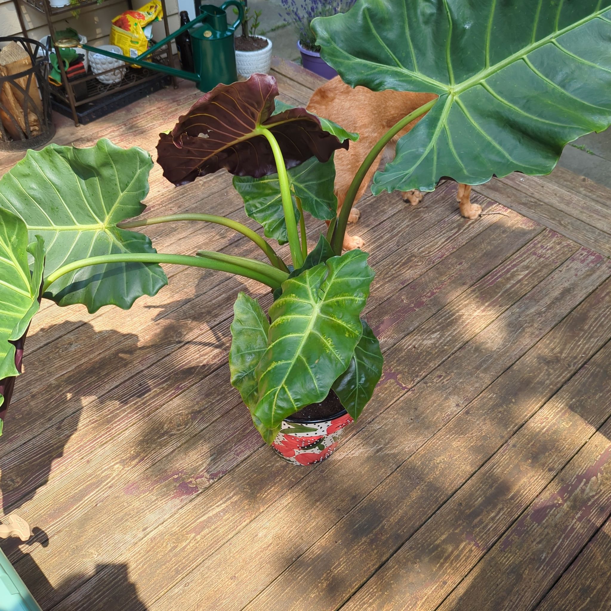 Photo of the plant species Elephant Ear by @EminentCacto named Audrey aka Big Haircut on Greg, the plant care app