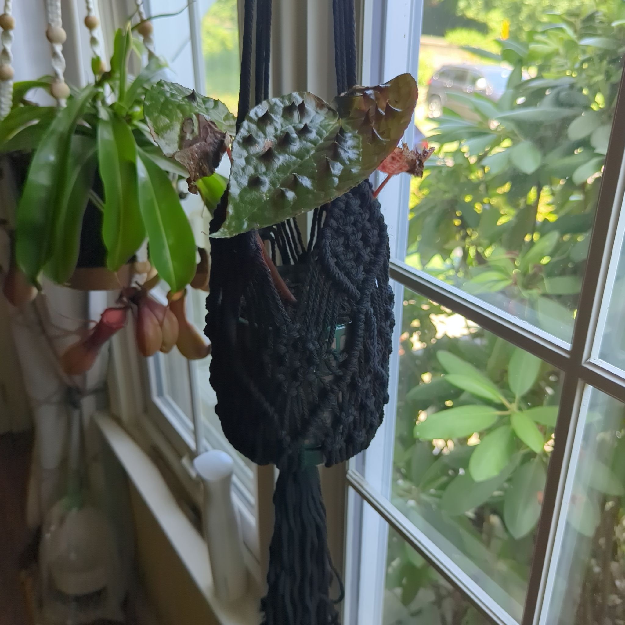 Photo of the plant species Begonia Ferox by @EminentCacto named Koopa Troopa on Greg, the plant care app