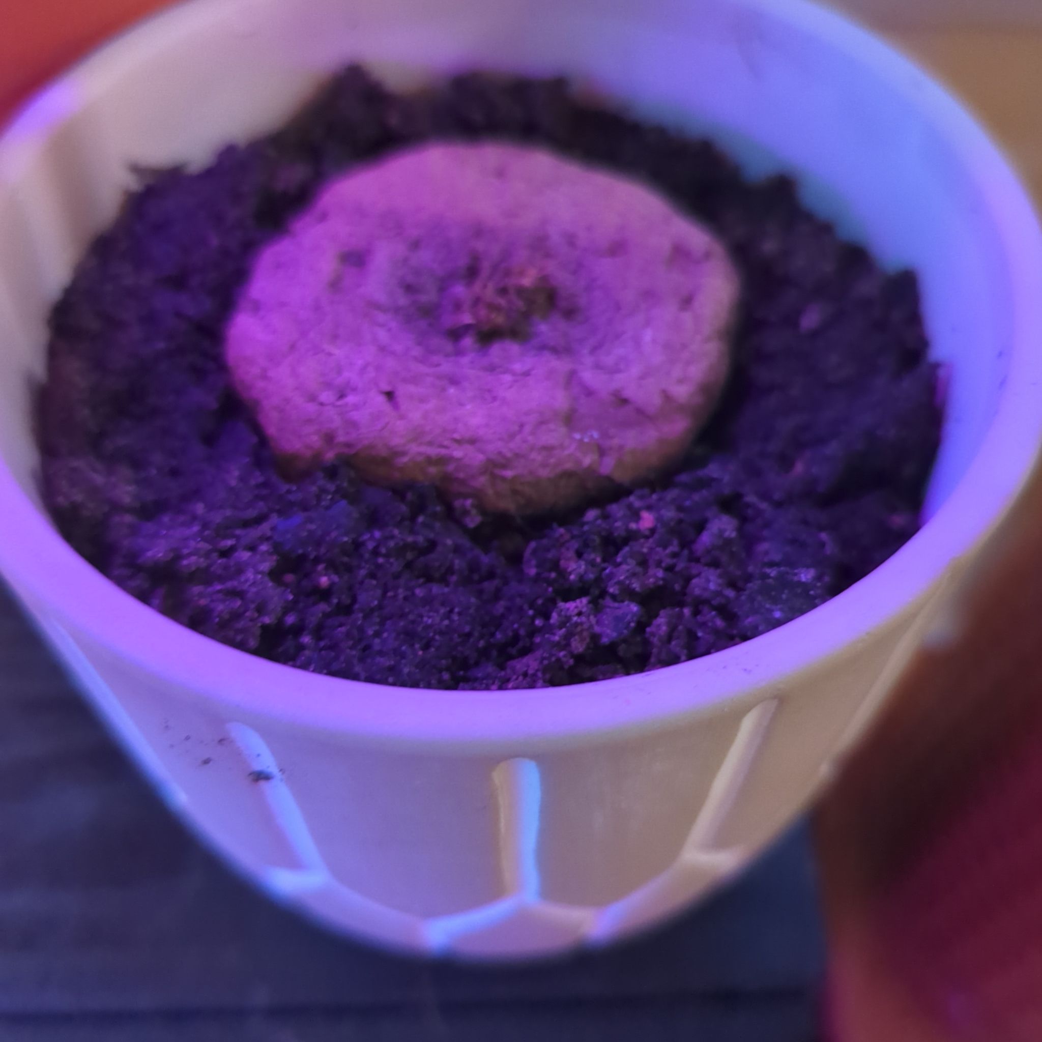 Photo of the plant species Stephania erecta by @EminentCacto named Doug on Greg, the plant care app