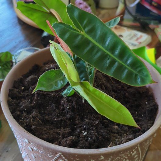 Photo of the plant species Philodendron billietiae by @EminentCacto named Imhotep II on Greg, the plant care app