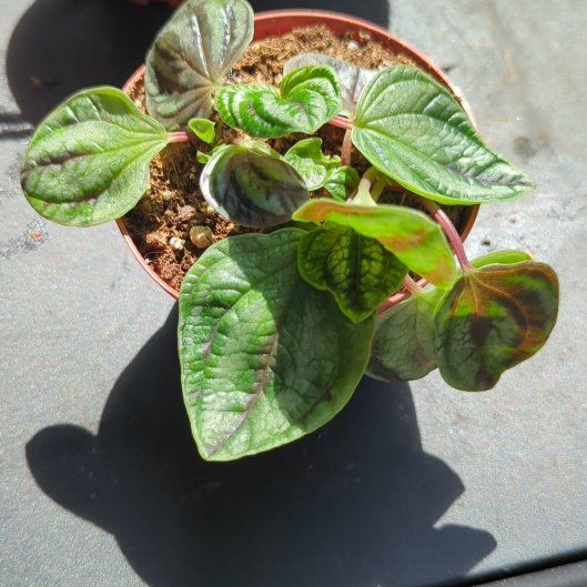 Photo of the plant species Peperomia 'Dragon Skin' by @EminentCacto named Nessie on Greg, the plant care app