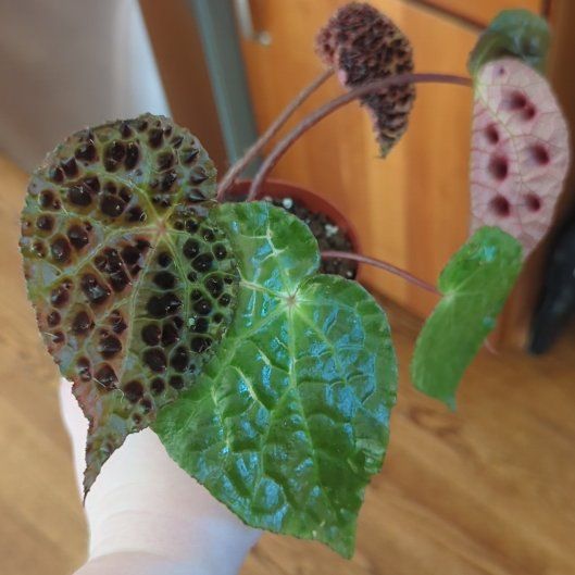 Photo of the plant species Begonia Ferox by @EminentCacto named Koopa Troopa on Greg, the plant care app