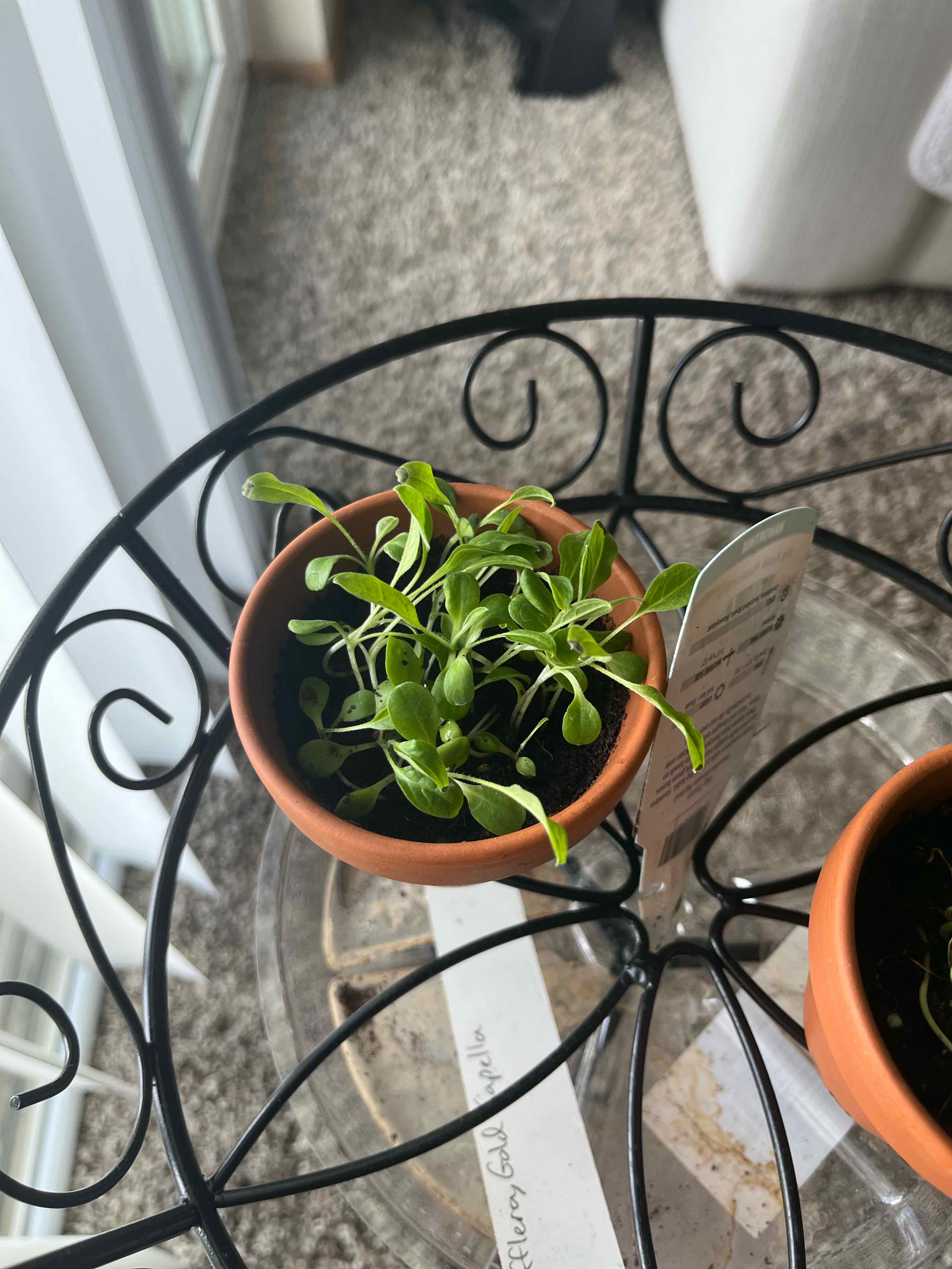 A small potted true Forget-Me-Not plant on a decorative metal table.