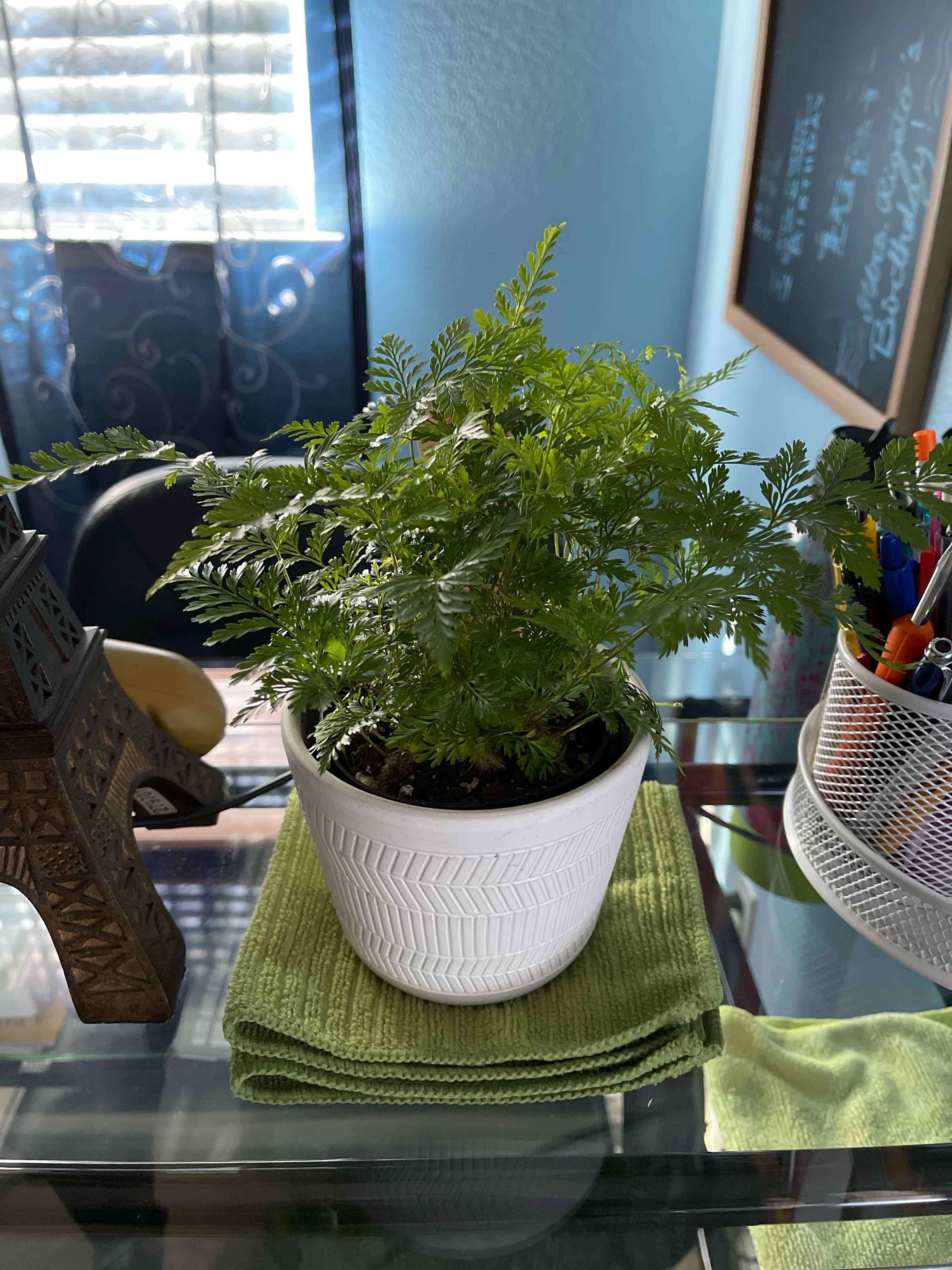 Potted Black Rabbit's Foot Fern on a green cloth on a glass surface, appearing healthy.