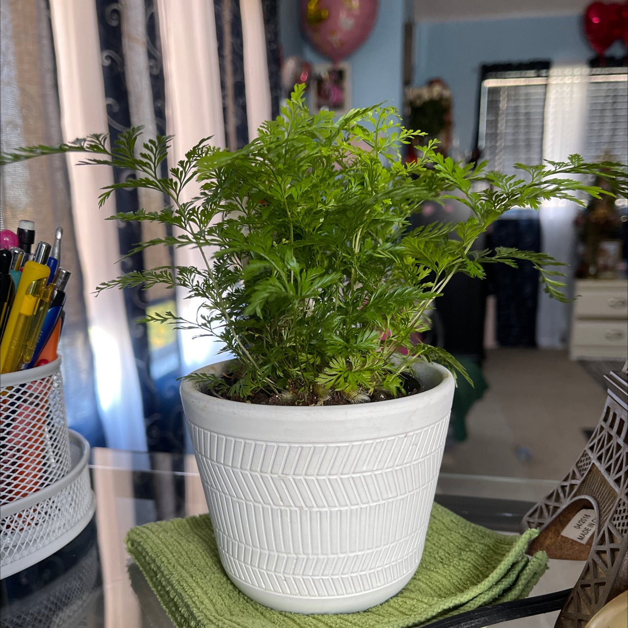 🐇 Why Are My Black Rabbit's Foot Fern Leaves Curling?