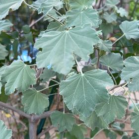 Photo of the plant species Malva Assurgentiflora by @GiddyJade named Tupot amaroot on Greg, the plant care app