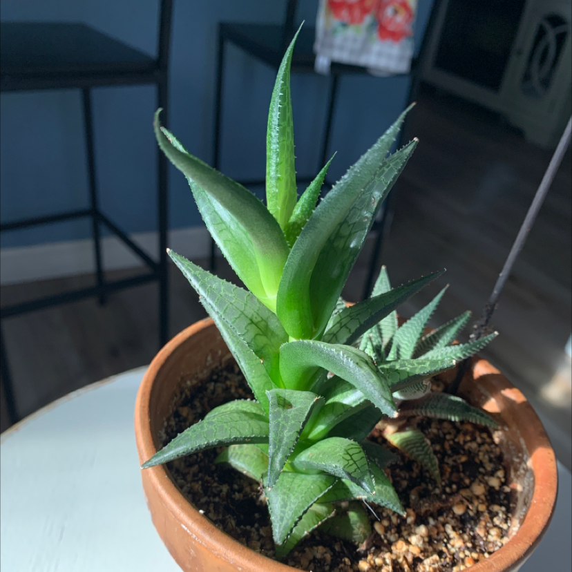 Healthy Haworthia venosa plant in a terracotta pot with vibrant green leaves.