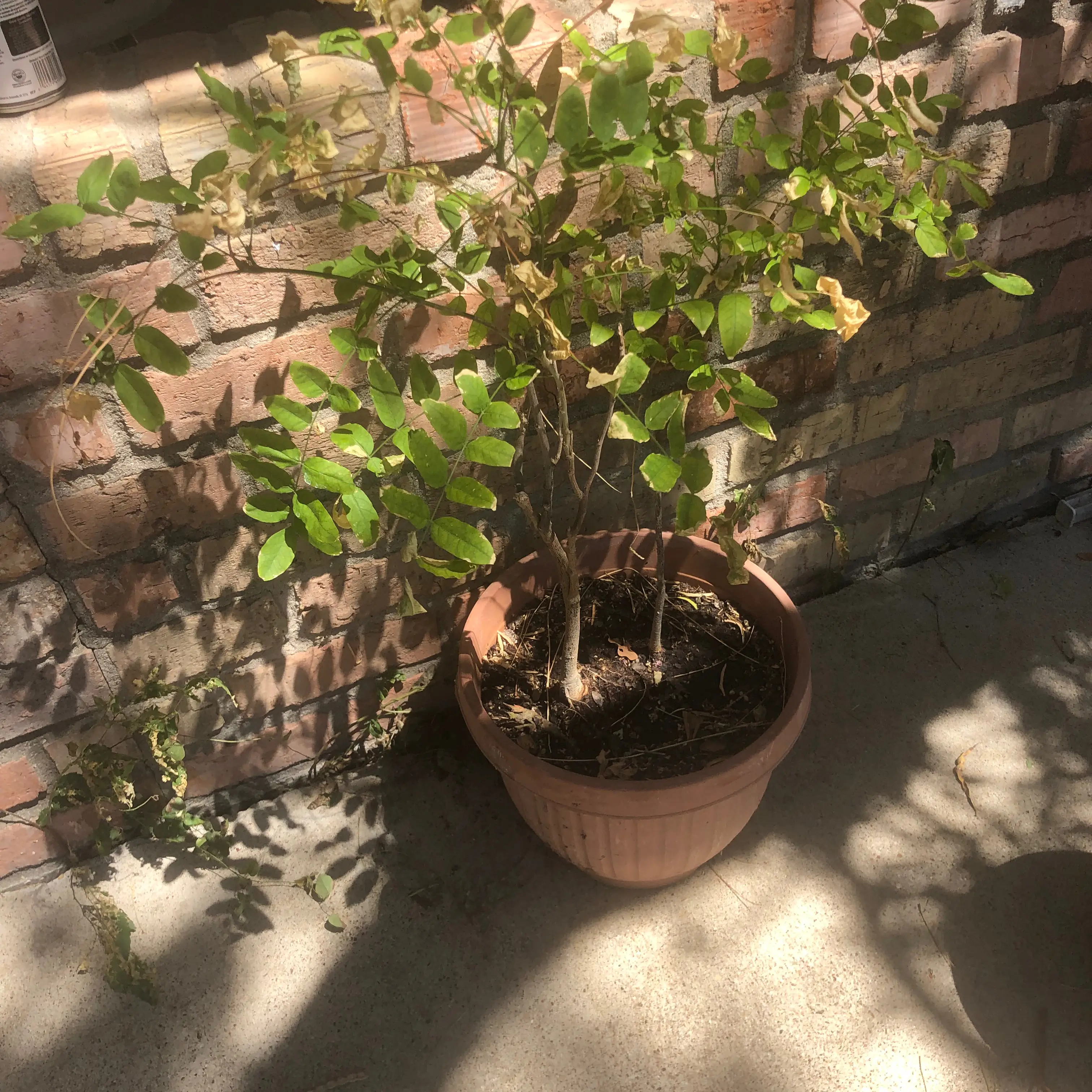 Potted Chinese Wisteria plant with some yellowing and browning leaves against a brick wall.