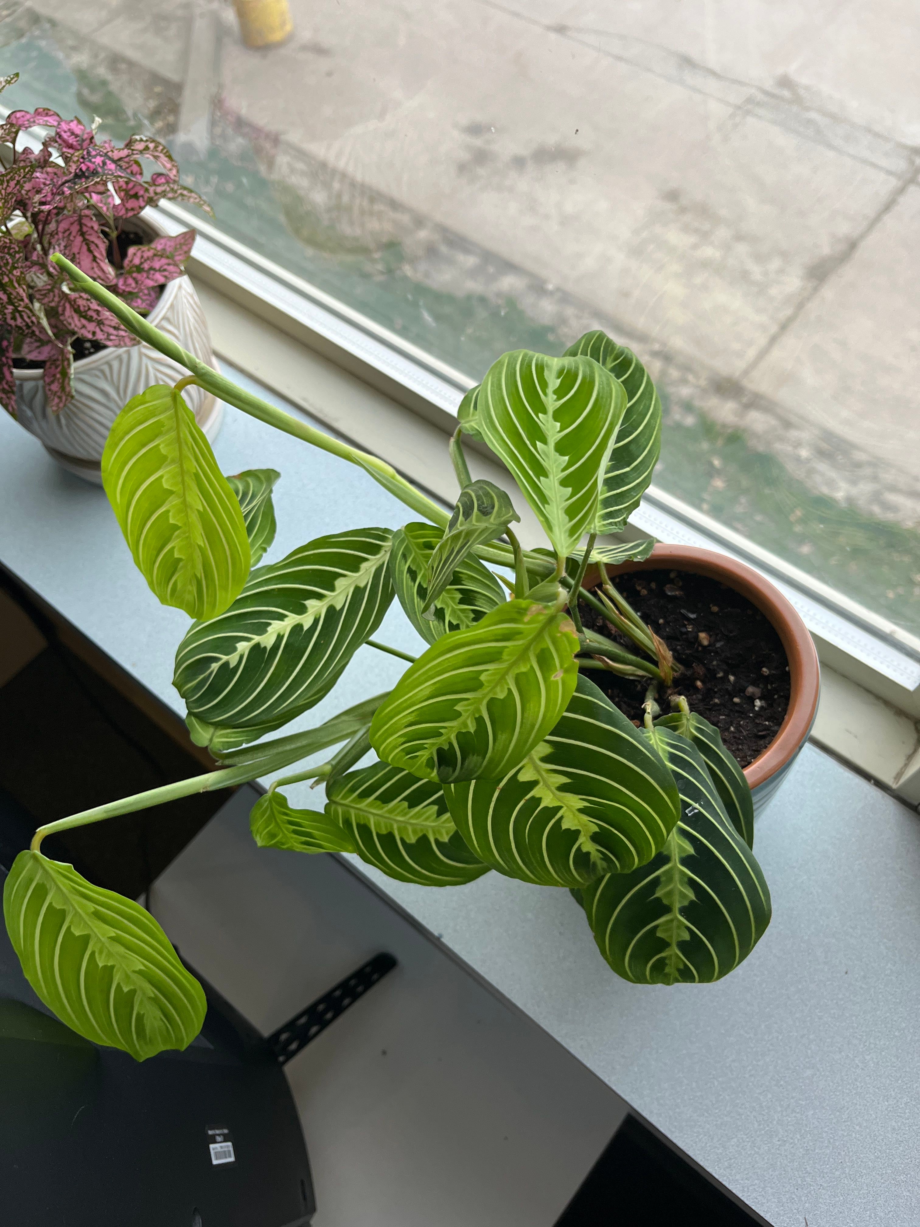 🍋 Why Are My Lemon Lime Prayer Plant Leaves Curling?