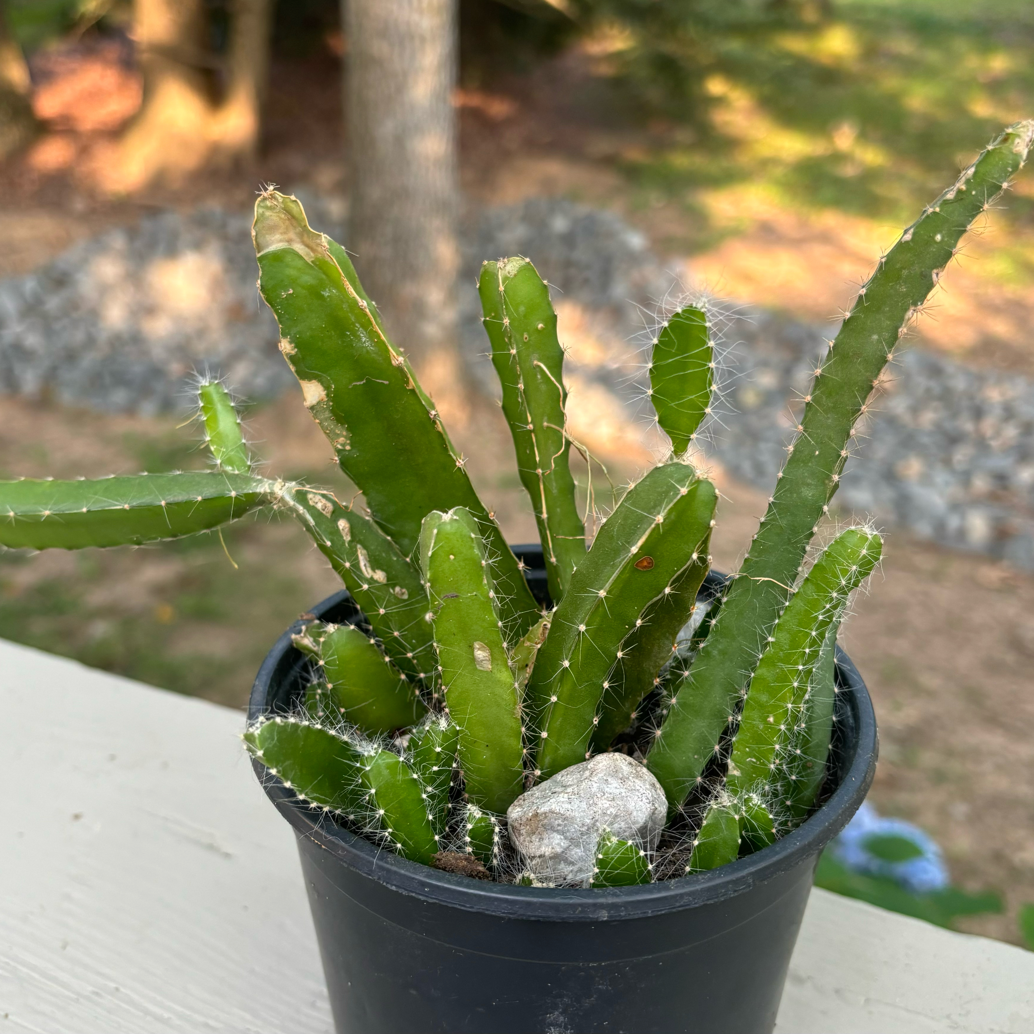 Photo of the plant species Dragonfruit by @Joannaxbella named Dragon on Greg, the plant care app