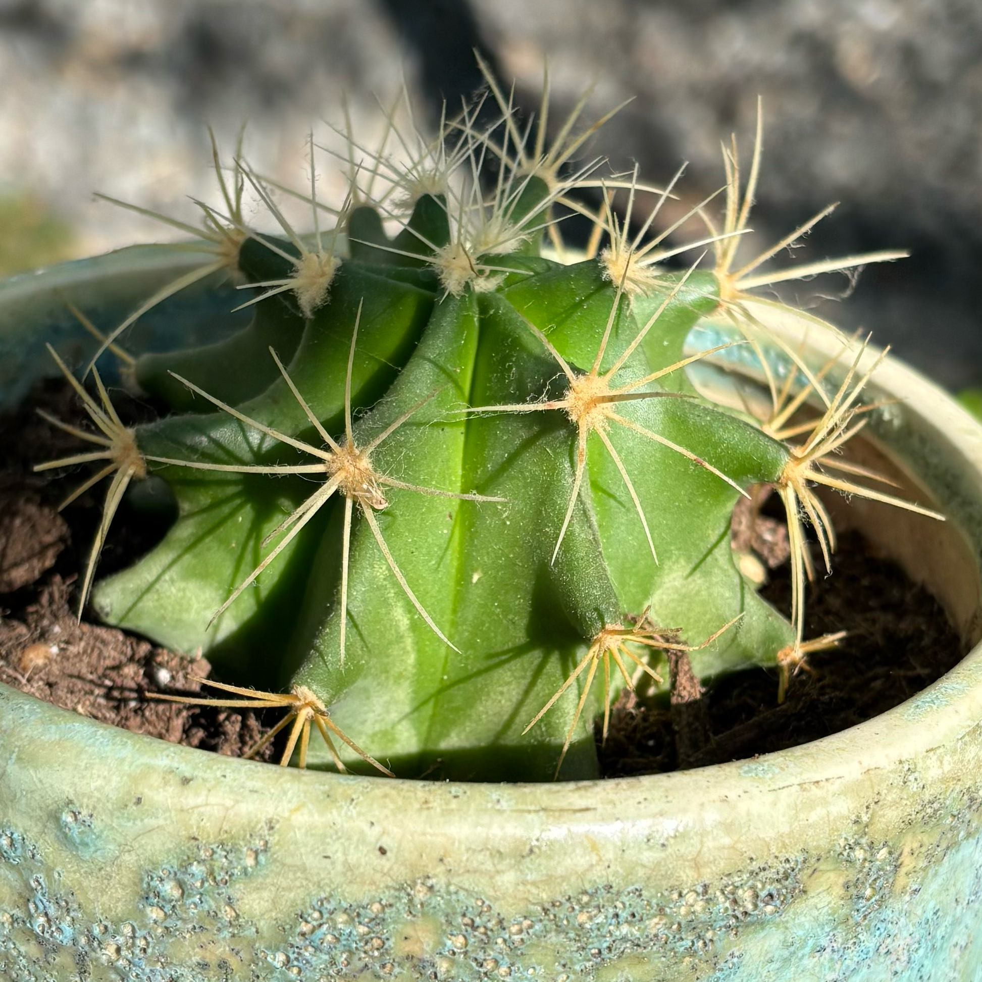 Photo of the plant species Blue Barrel Cactus by @Joannaxbella named Jambo on Greg, the plant care app