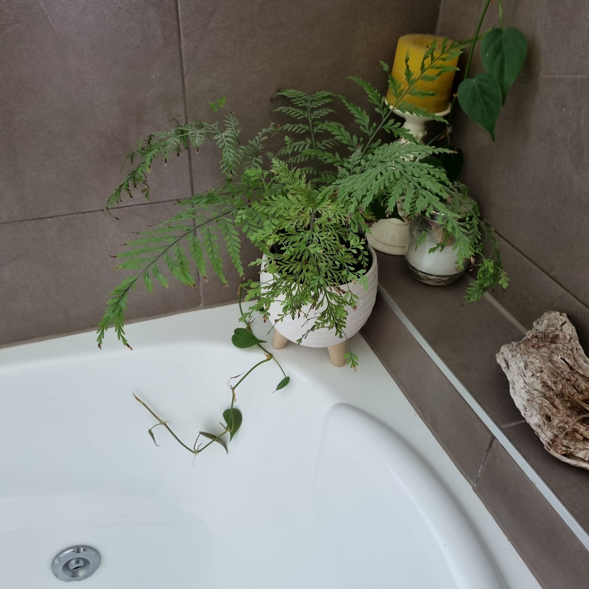 Photo of the plant species Hen and Chicken Fern by @fifidots named Orakei on Greg, the plant care app