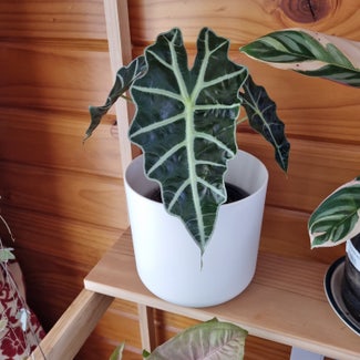 Alocasia Polly Plant plant in Auckland, Auckland