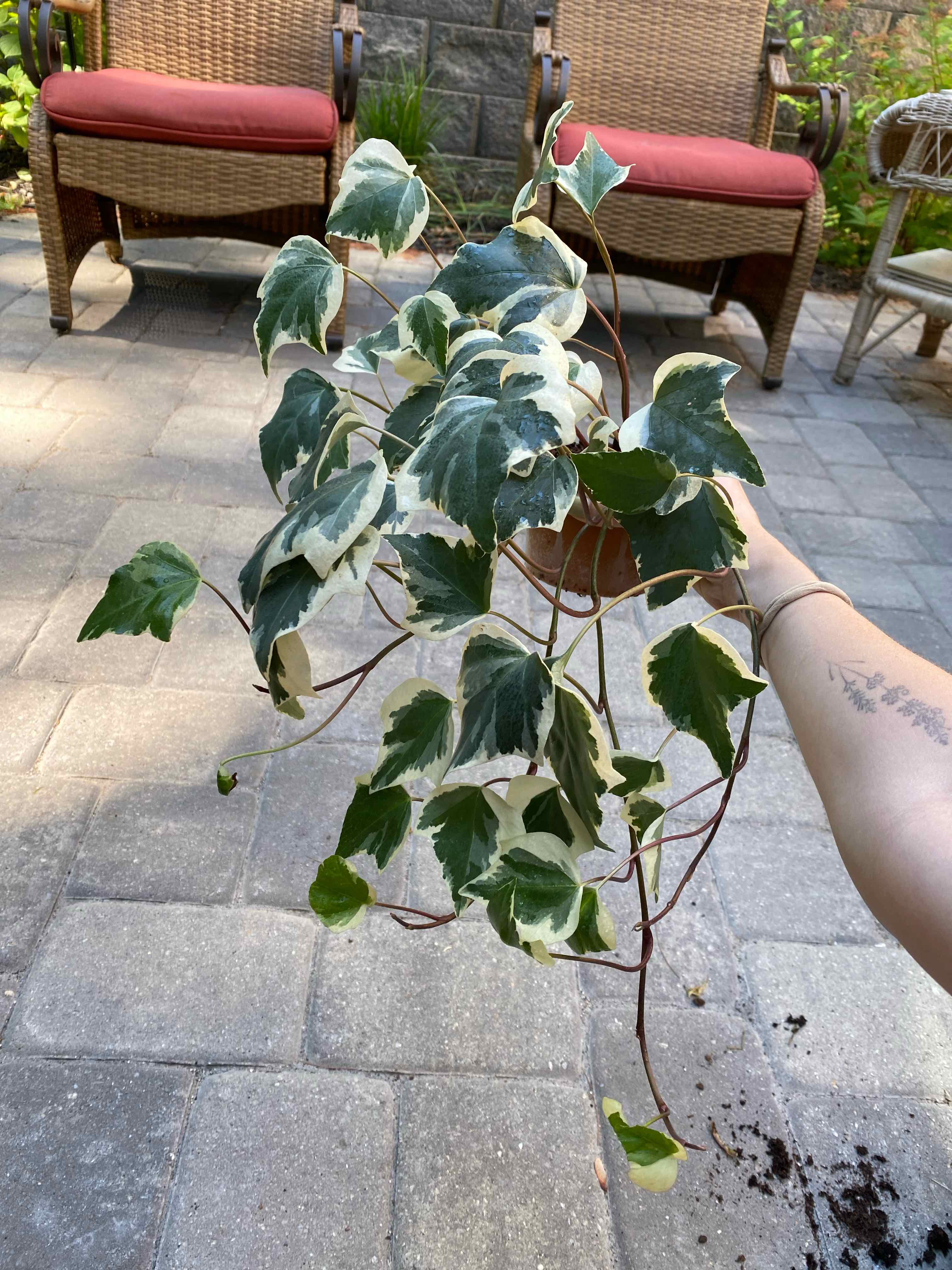 Variegated Algerian Ivy plant being held by a hand, with green and white leaves.
