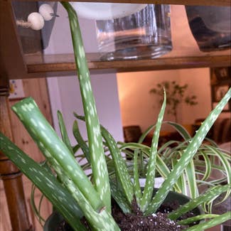 Aloe Vera plant in Lakeville, Massachusetts