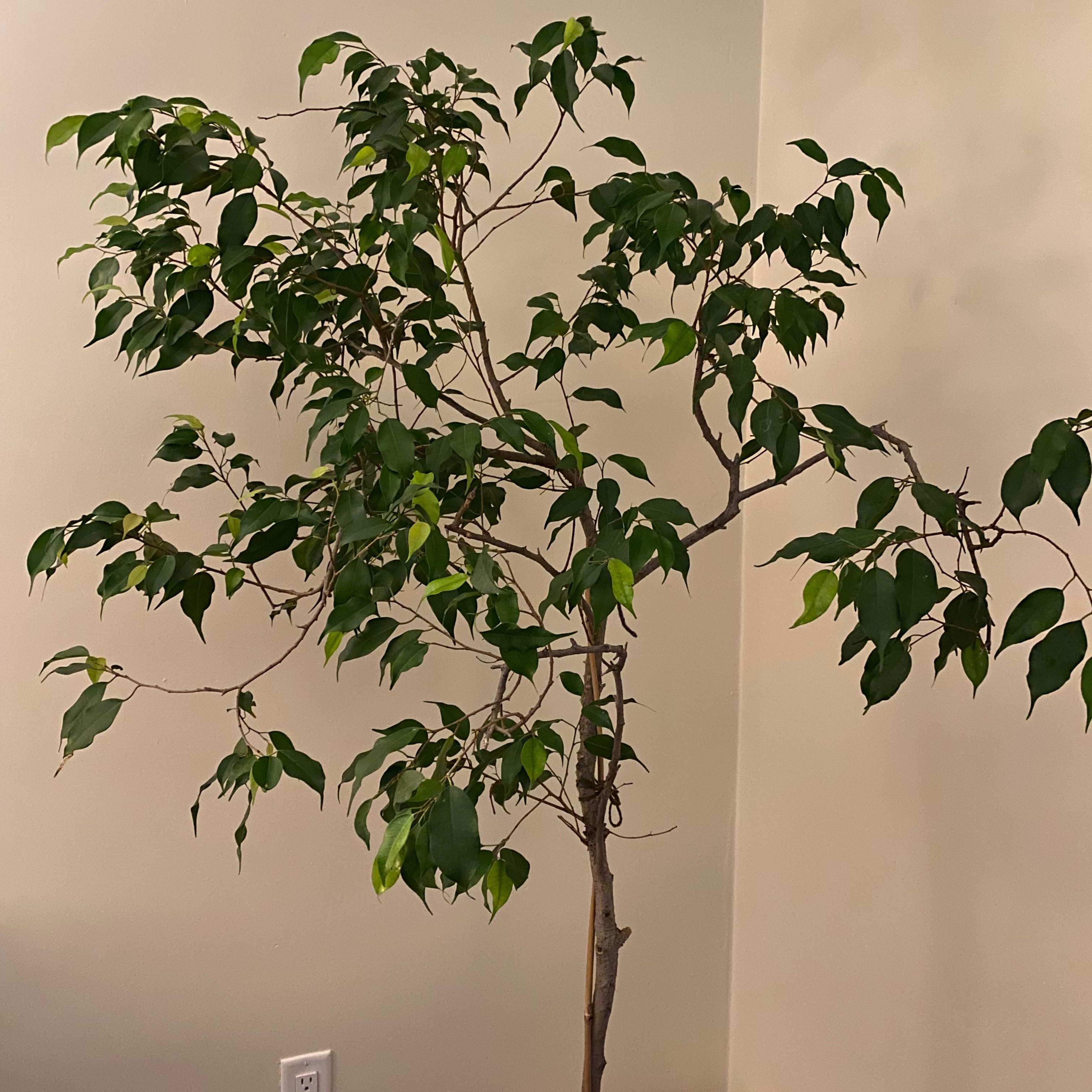 Photo of the plant species Weeping Fig by @evergreen named Dobby on Greg, the plant care app