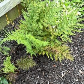Photo of the plant species Bracken Fern by @UngrudgingGray named Stella on Greg, the plant care app