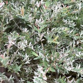 Photo of the plant species Creeping Willow by @UngrudgingGray named Scarlett on Greg, the plant care app