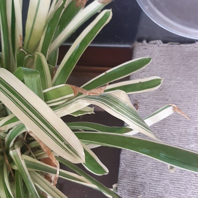 Photo of the plant species Matchstick bromeliad by @SassyMandarin named Apollo on Greg, the plant care app