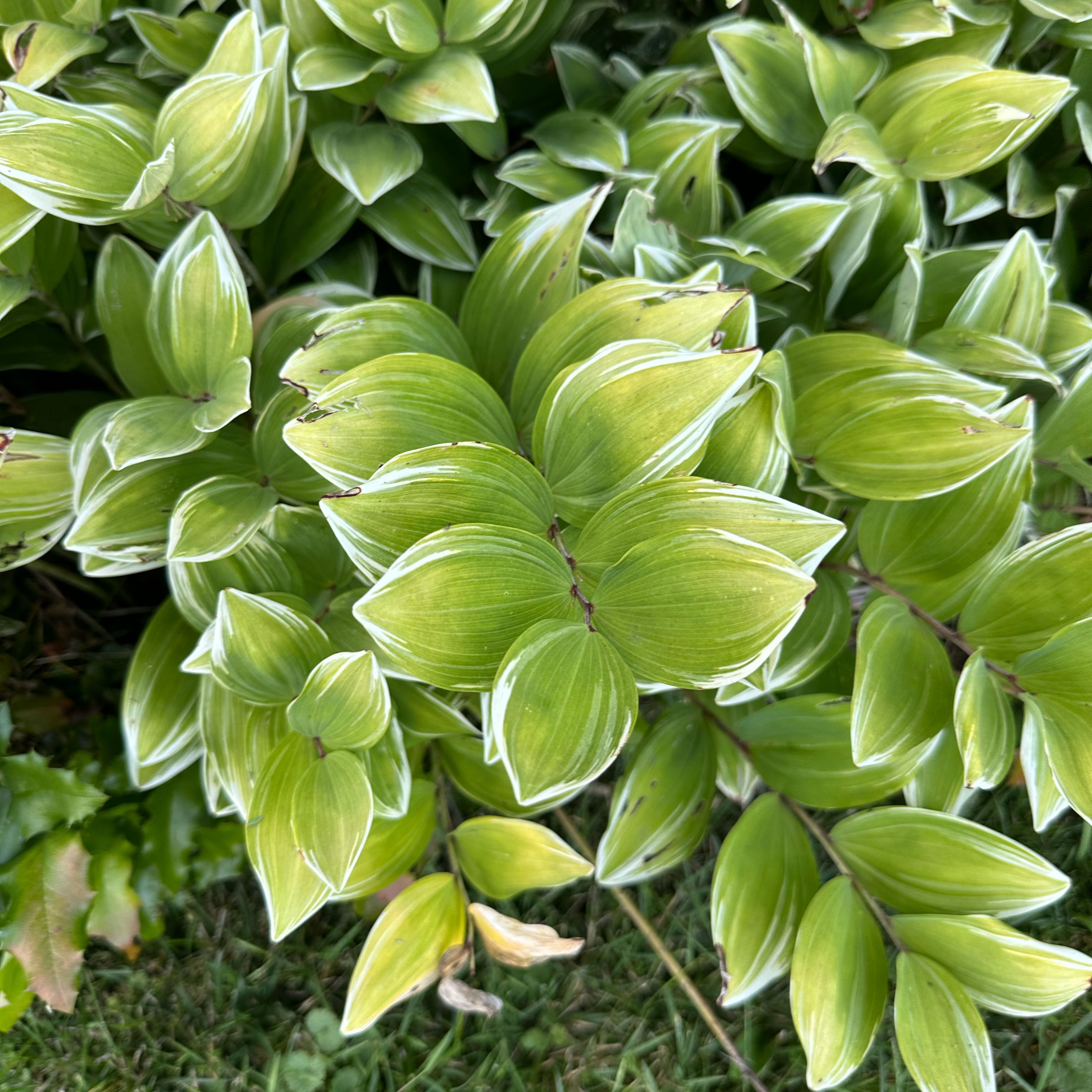 Photo of the plant species Solomon's Seal by @SmashingMastic named Apollo on Greg, the plant care app