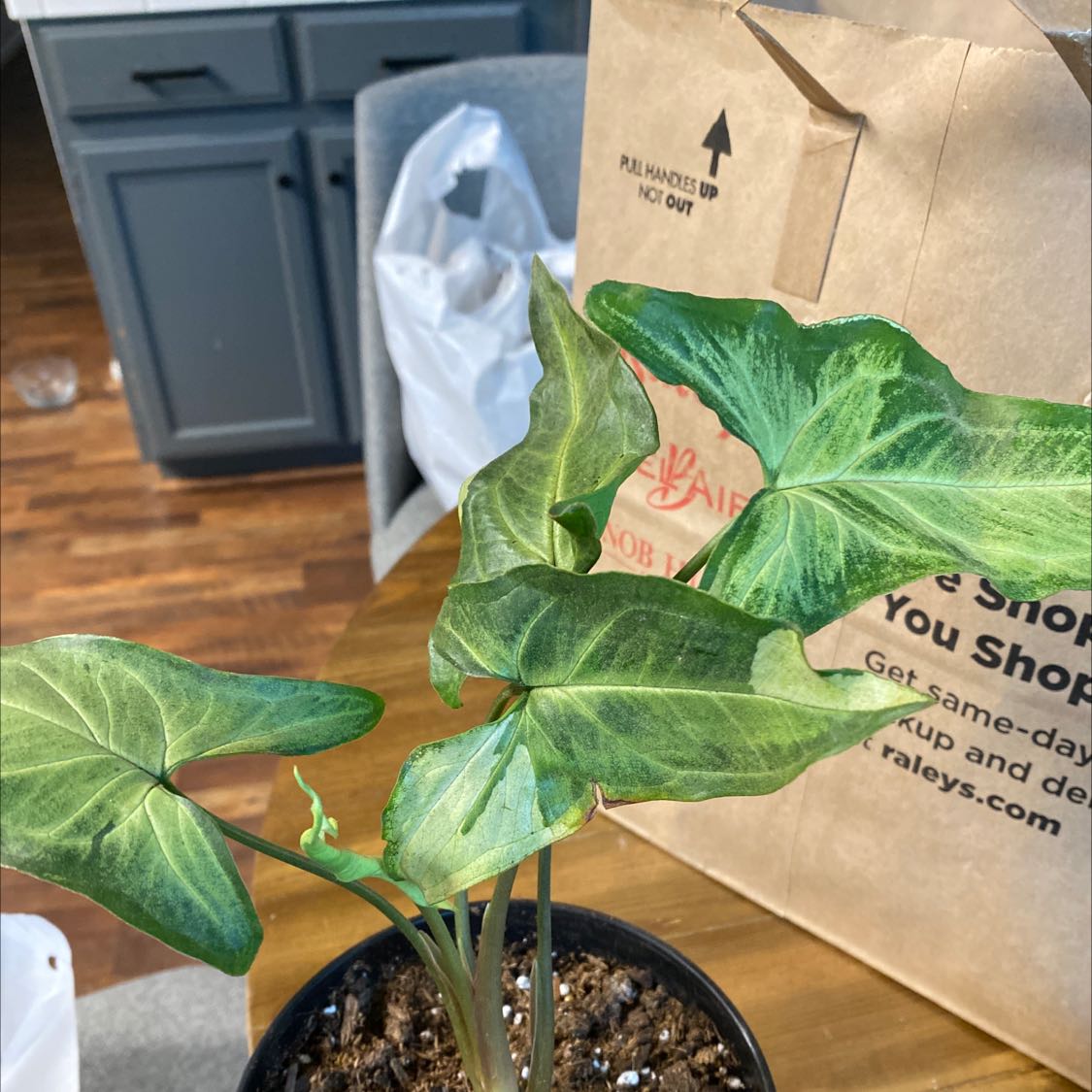 Three Kings Syngonium plant with some leaf discoloration in a pot on a table.
