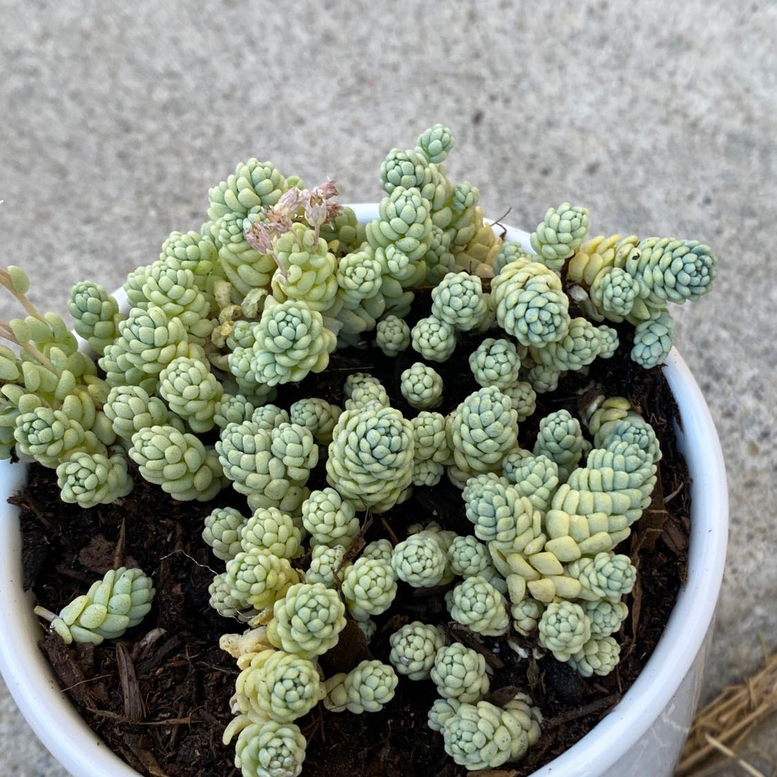 Photo of the plant species Corsican Stonecrop by @Alexdandria named Sedum on Greg, the plant care app
