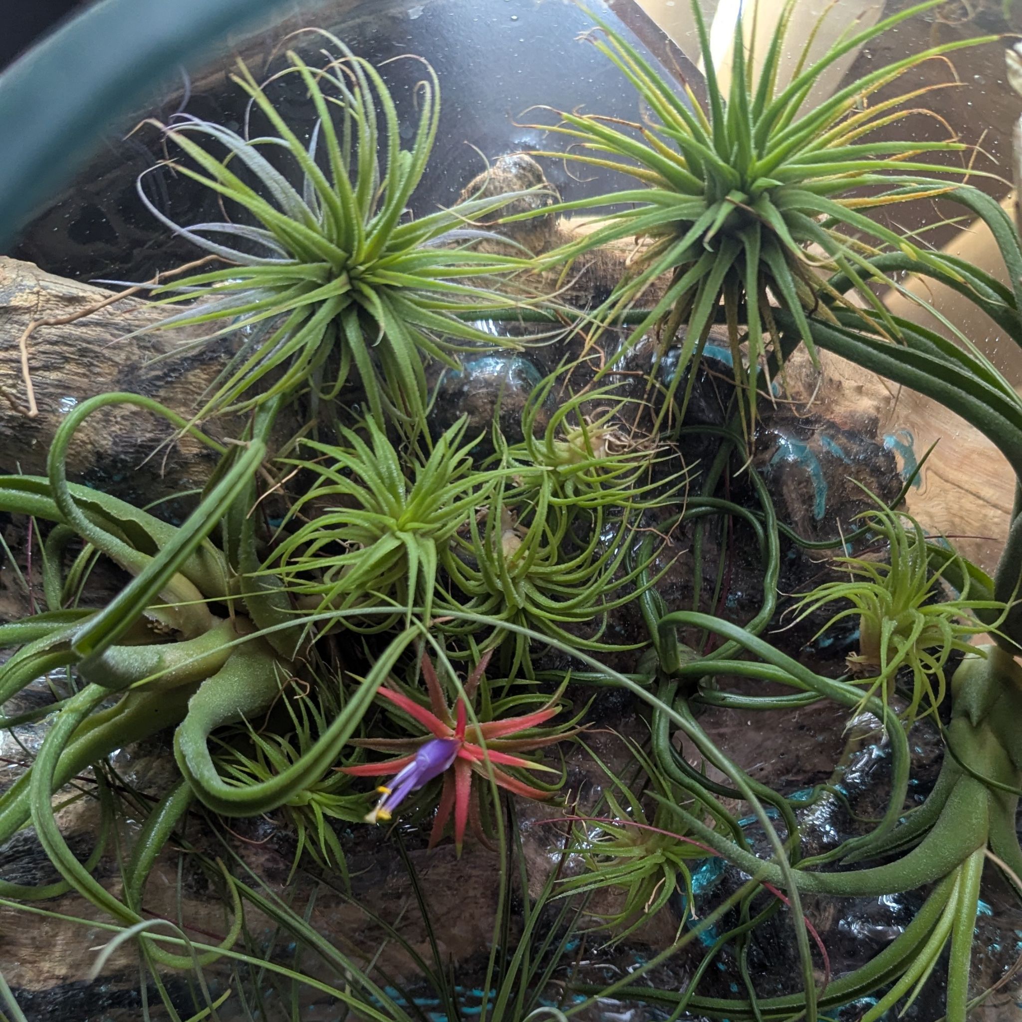 Photo of the plant species Ionantha Rubra by @PlantKeeper named Cleopatra on Greg, the plant care app