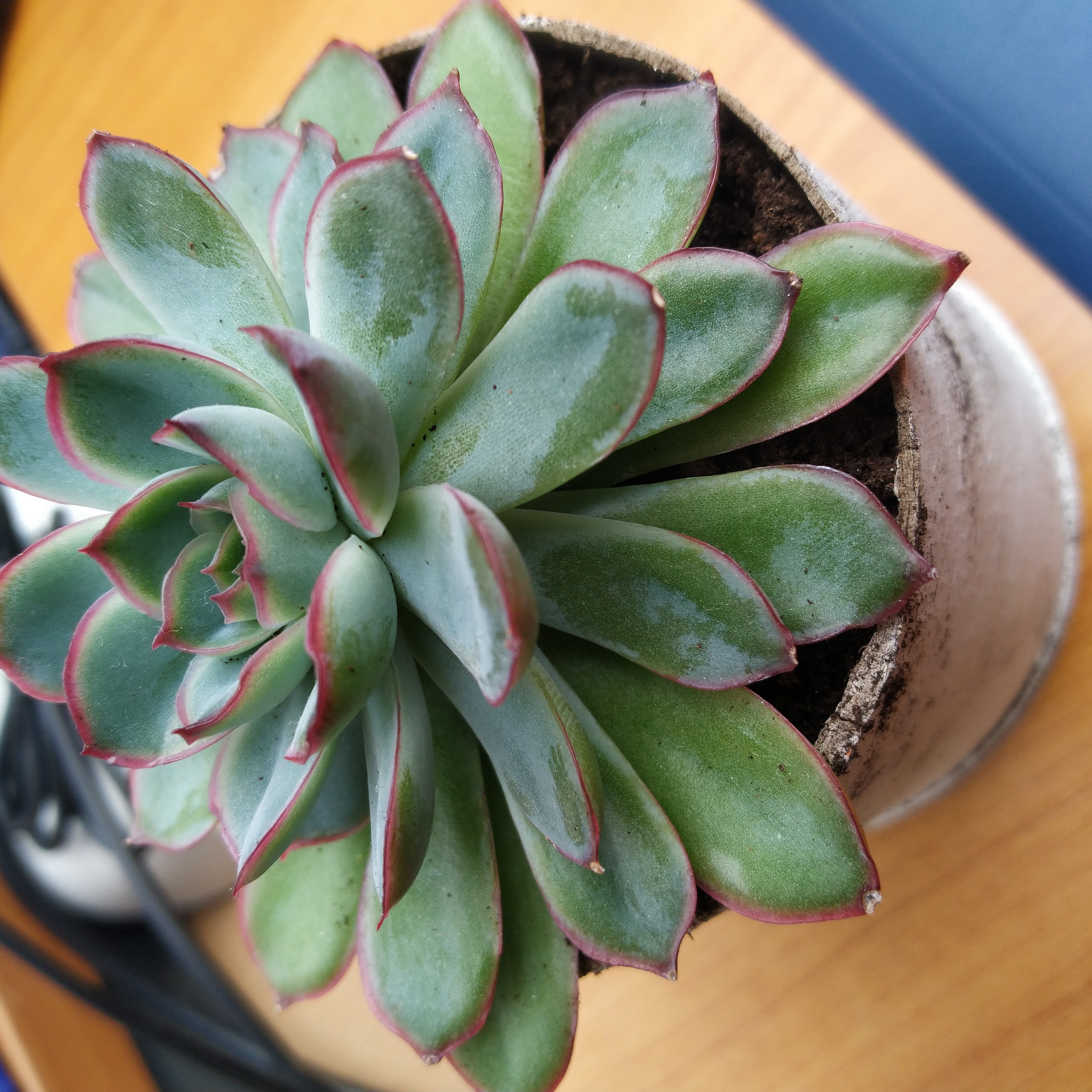 Henk de plant