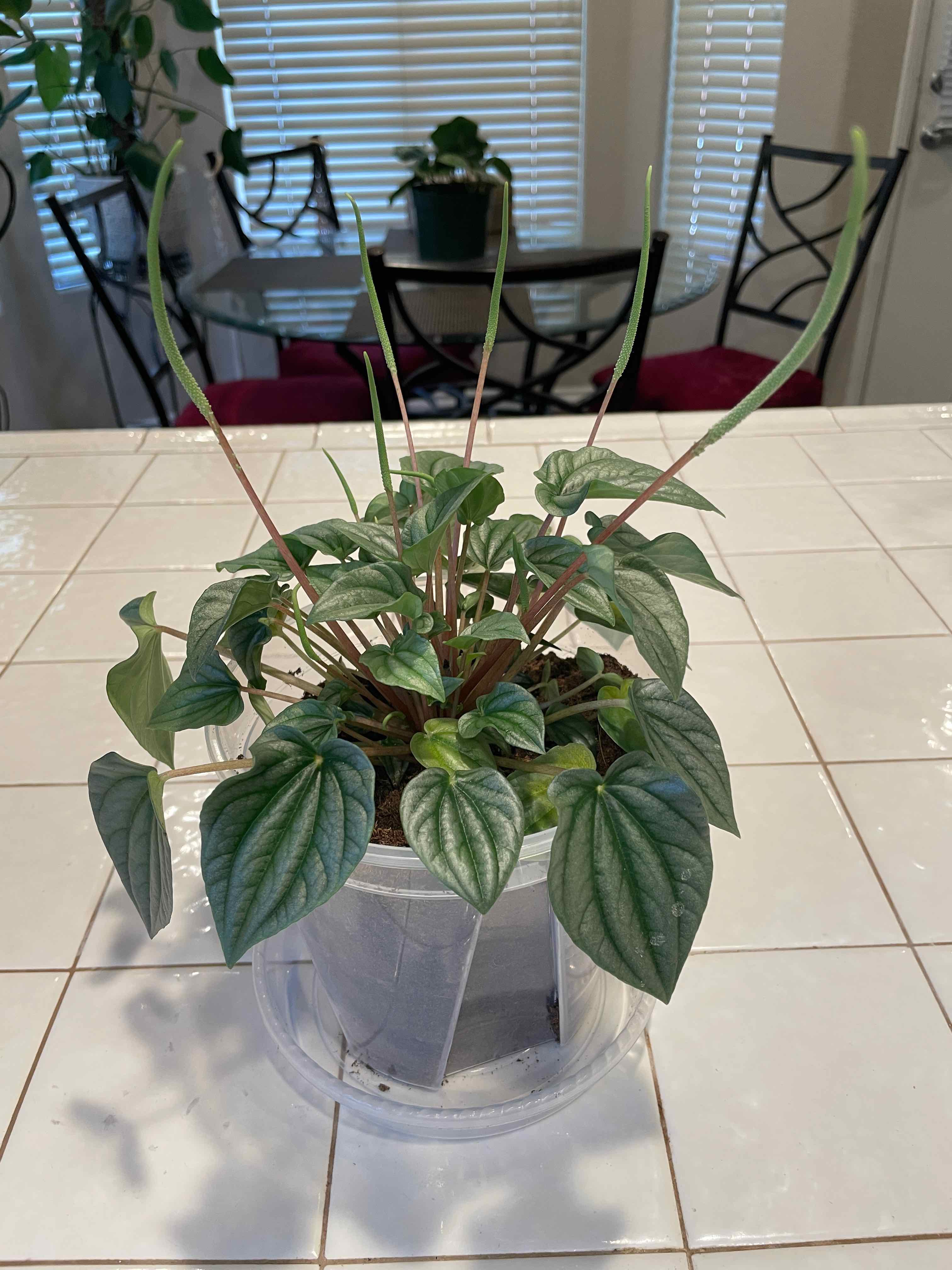 Photo of the plant species Silver Ripple Peperomia by @JustCallMeDoll named Rip2.0 on Greg, the plant care app