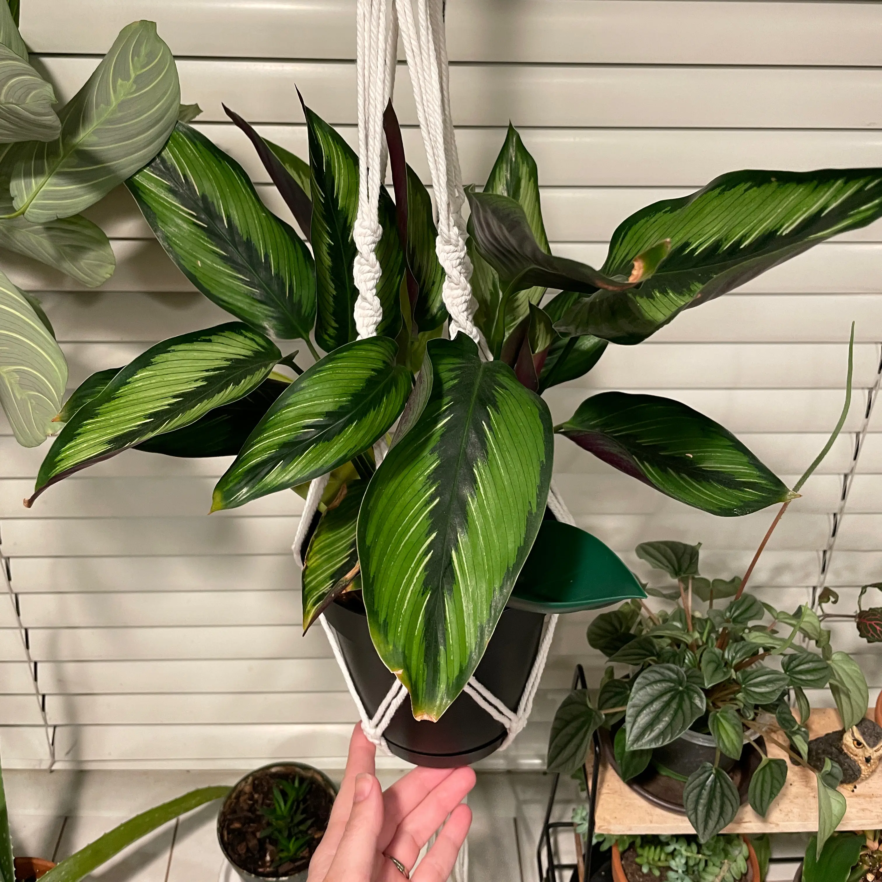 Photo of the plant species Pin-Stripe Calathea by @JustCallMeDoll named Tokay on Greg, the plant care app