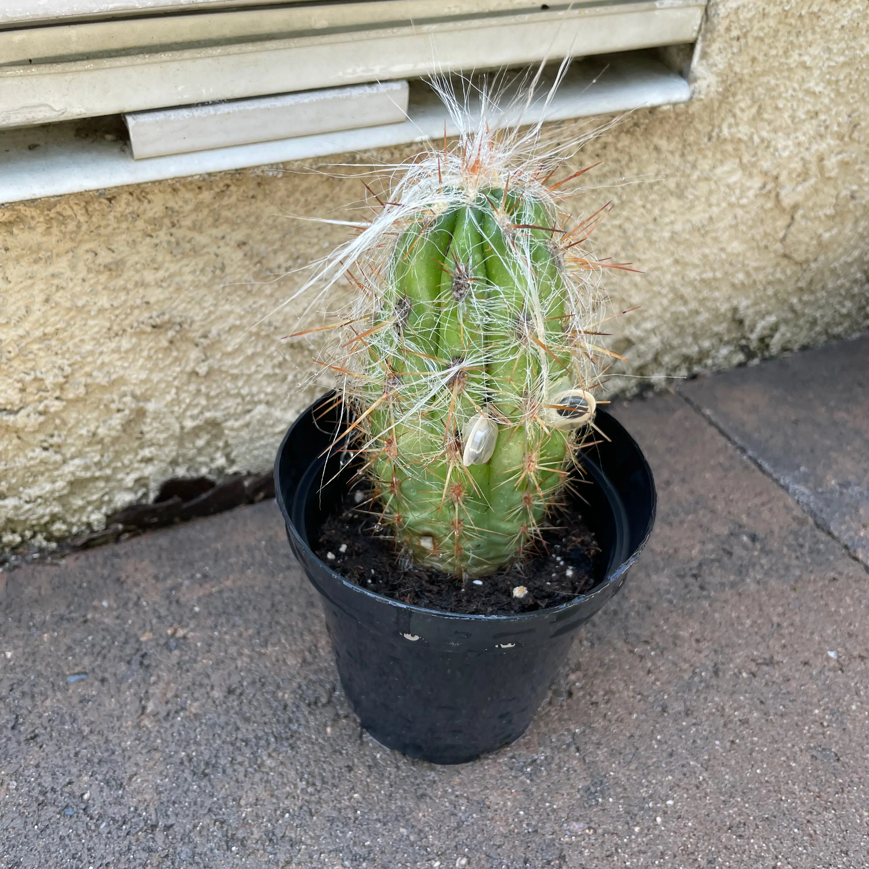 Cactus in a black pot with white hair-like structures and spines, placed on a paved surface.